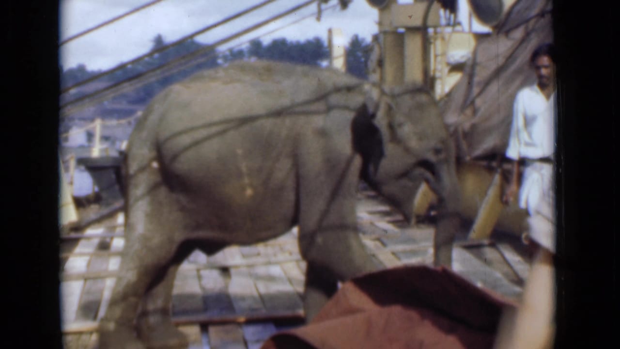 Adult elephant continues across the deck as a man stands near rigging or ship equipment in the background.