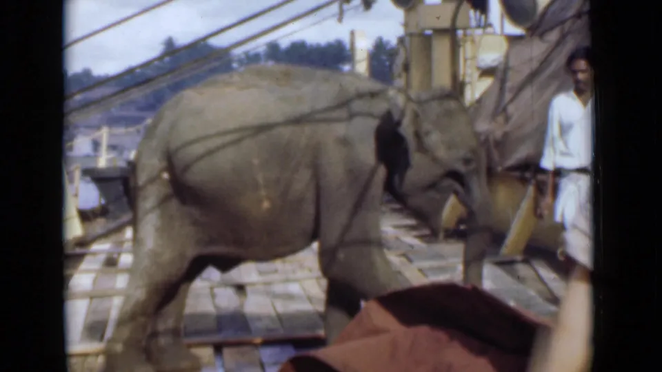 Adult elephant continues across the deck as a man stands near rigging or ship equipment in the background.