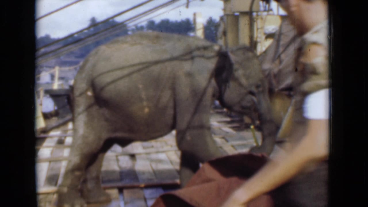 Young elephant on a wooden platform reaching toward sugarcane near men in light clothing.