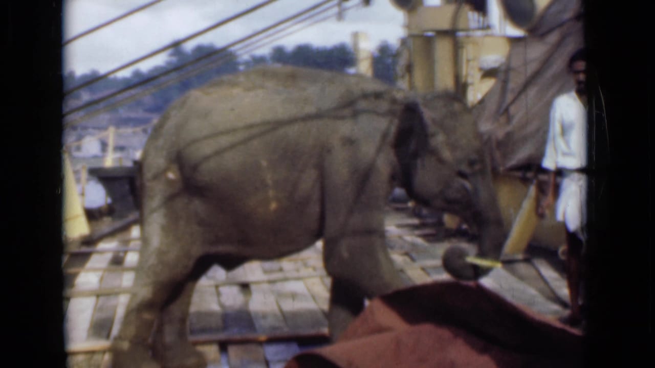 The 1946 Colombo footage shows the elephant beside sugarcane, with handlers or bystanders standing near wires and market structures.