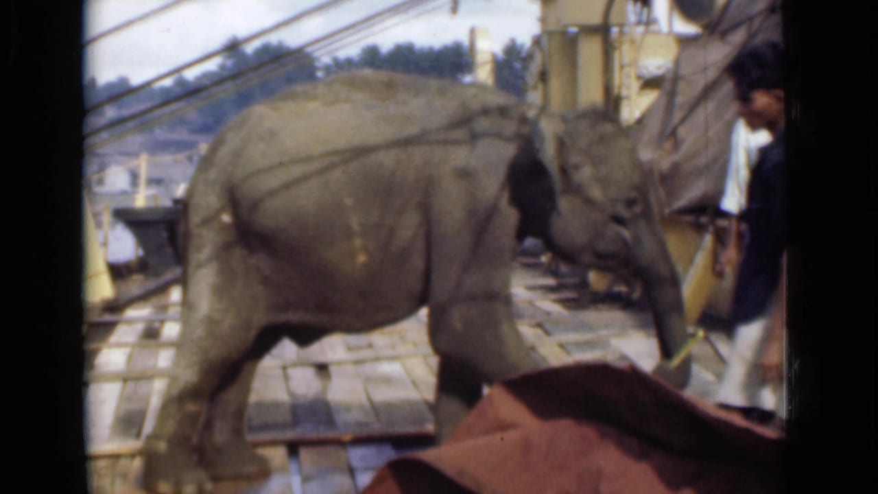 In the Colombo market scene, the elephant lowers its trunk toward sugarcane while a nearby man watches from the platform.