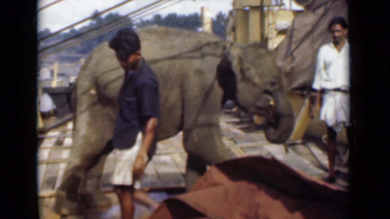A man crosses the foreground in the 1946 Colombo market footage while the young elephant remains beside sugarcane and a bystander watches.