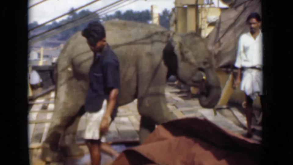 A man crosses the foreground in the 1946 Colombo market footage while the young elephant remains beside sugarcane and a bystander watches.