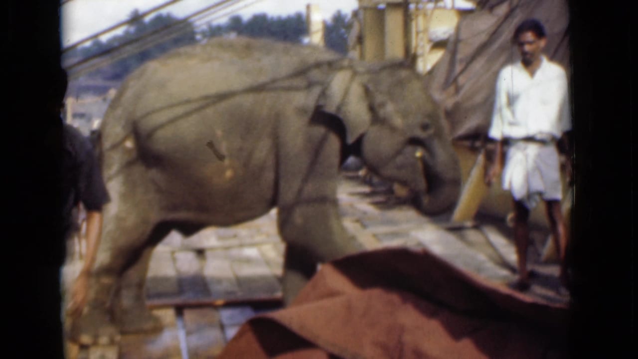 Young elephant is guided along wooden planks on a boat in Colombo, Ceylon, with men standing close by in 1946 home-movie footage.