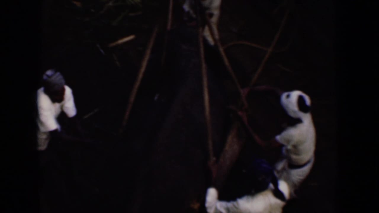 Dark final frame shows people working near poles and ropes with a large animal, possibly an elephant, in archival home-movie footage.