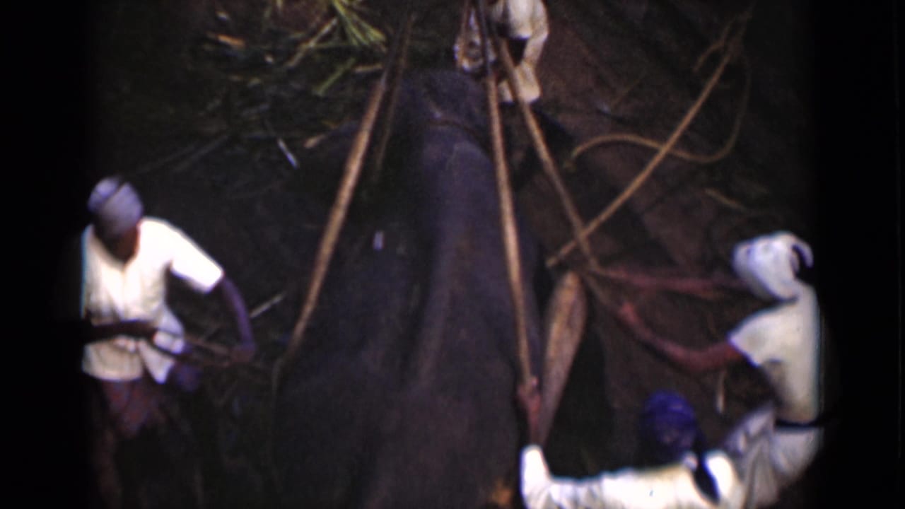 Men stand around a large animal while using ropes and poles outdoors.