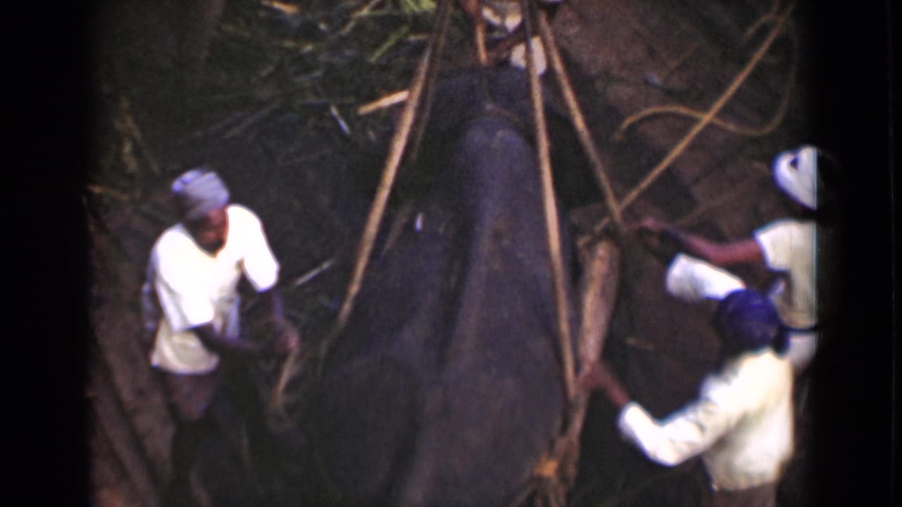Men pull or guide ropes beside a large animal on the ground.