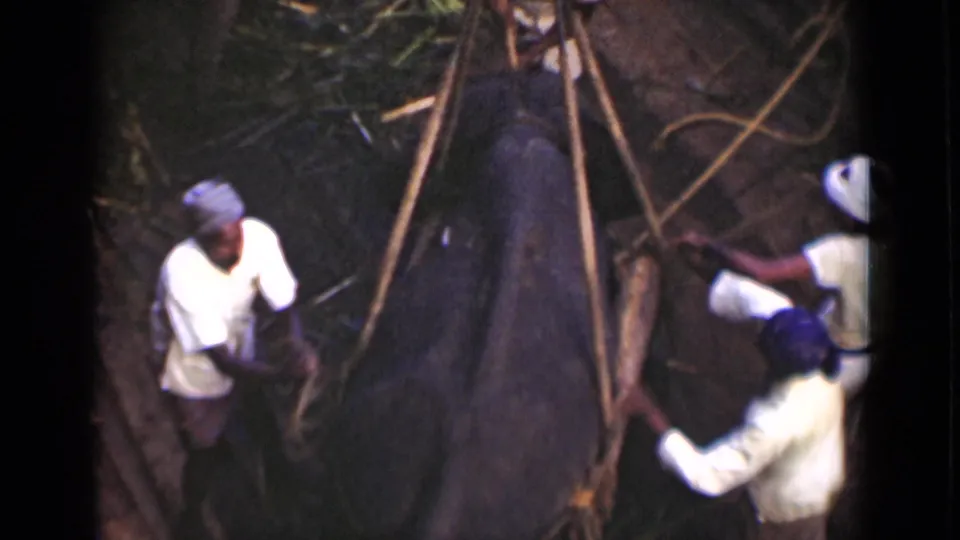 Men in light clothing and head coverings work close to a large elephant-like animal in the Colombo, Ceylon home-movie scene.