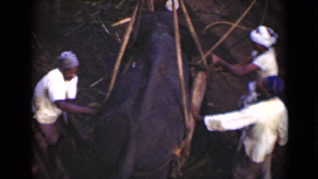 The 1946 Colombo footage shows men clustered around the animal, with ropes and wooden poles visible against a dim outdoor background.
