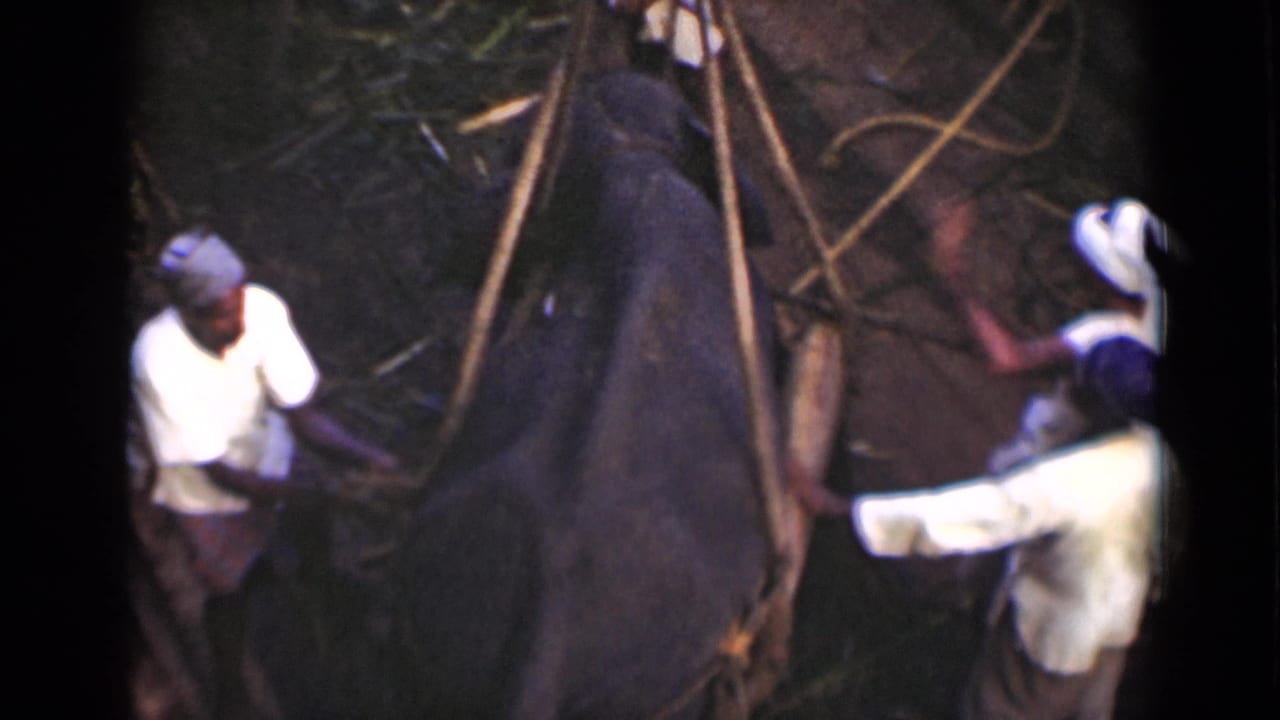 At the end of the clip, men appear to continue securing the elephant-like animal with ropes in the 1946 Colombo setting.
