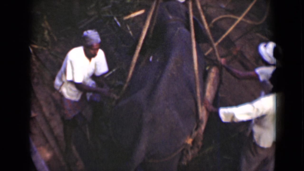 1946 Colombo, Ceylon 8mm frame showing men in white shirts working with ropes beside an elephant in a rough pit.