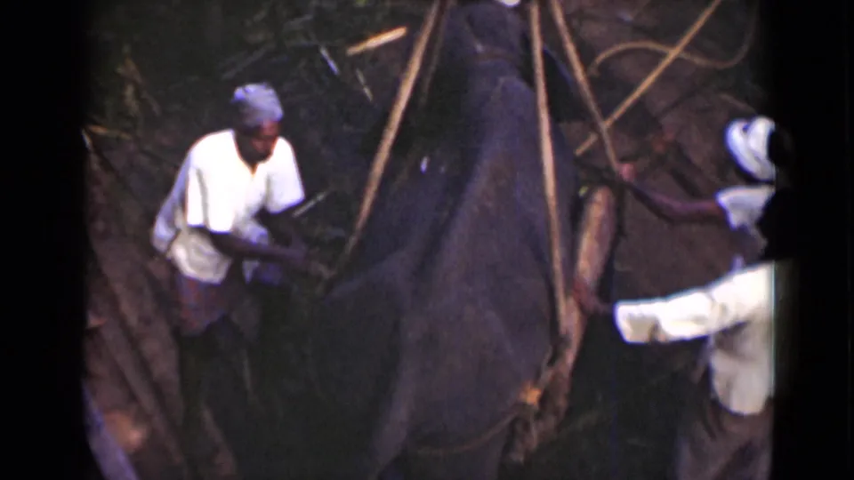 1946 Colombo, Ceylon 8mm frame showing men in white shirts working with ropes beside an elephant in a rough pit.