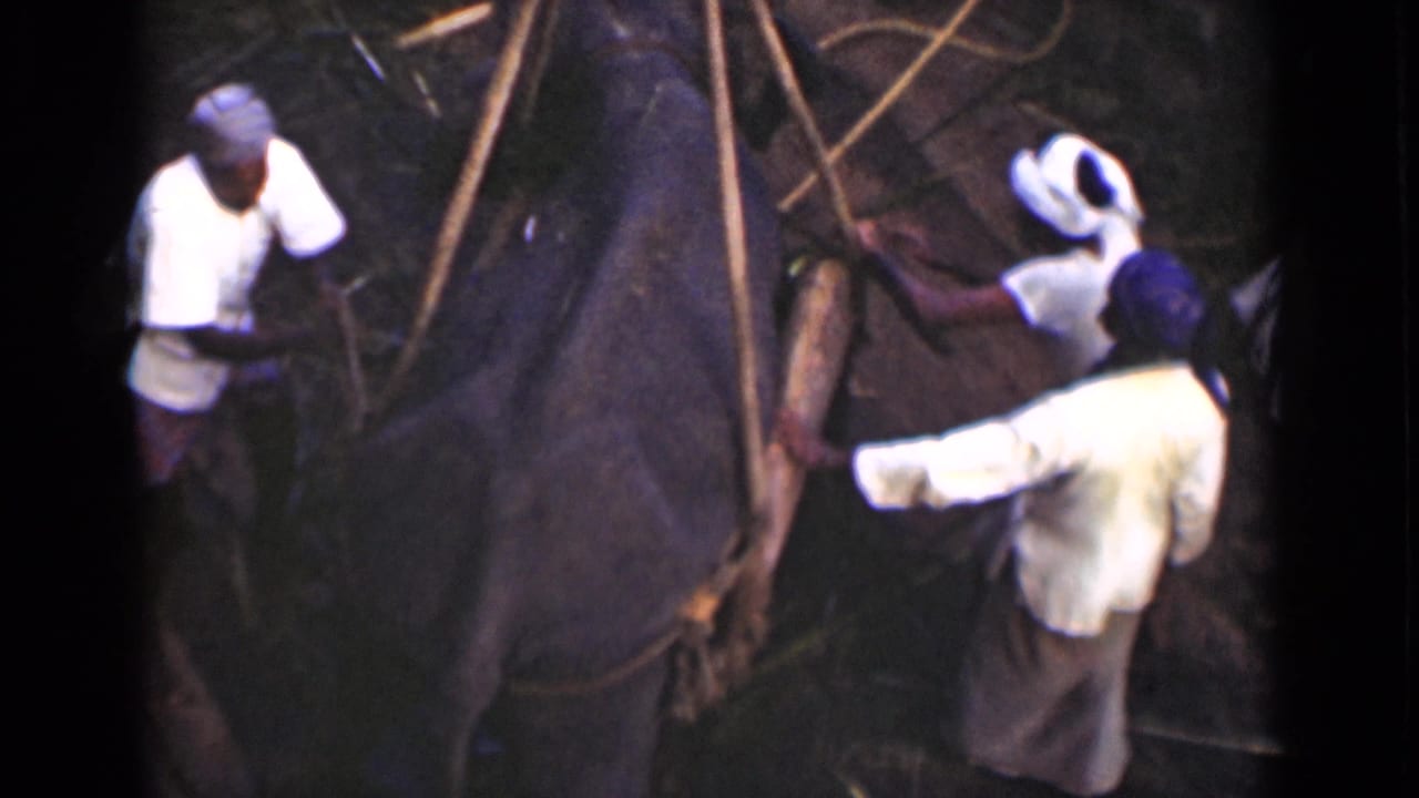 1946 Colombo, Ceylon footage frame with men coordinating rope work around a trapped elephant from a high viewpoint.