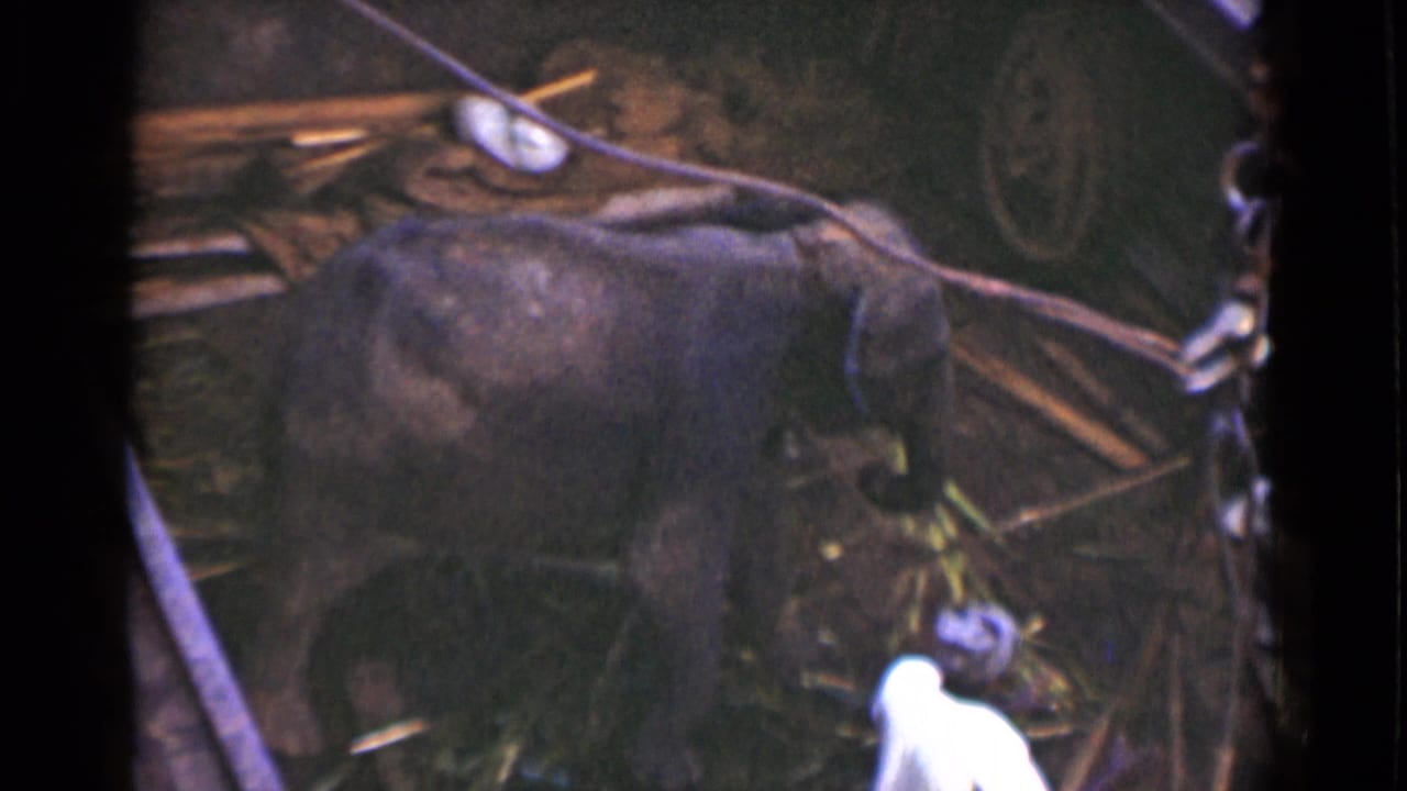 High-angle 8mm view of a grey elephant in a pit with bamboo, debris, and a man nearby during the Colombo rescue scene.