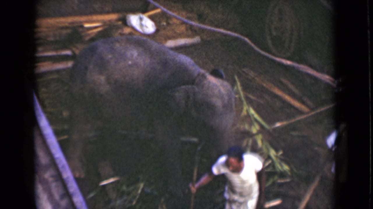 1946 Colombo, Ceylon frame showing the elephant in the pit with a man holding a pole near bamboo and rope.