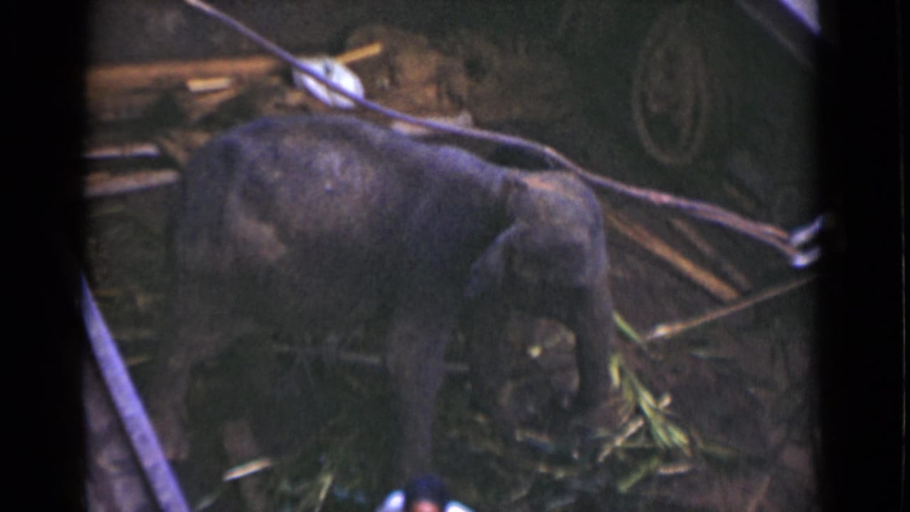 Young elephant stands in a dim enclosure with bamboo and scattered debris.