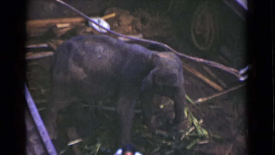 Young elephant in a Colombo Ceylon enclosure, 1946 metadata, standing near bamboo and debris in grainy 8mm footage.