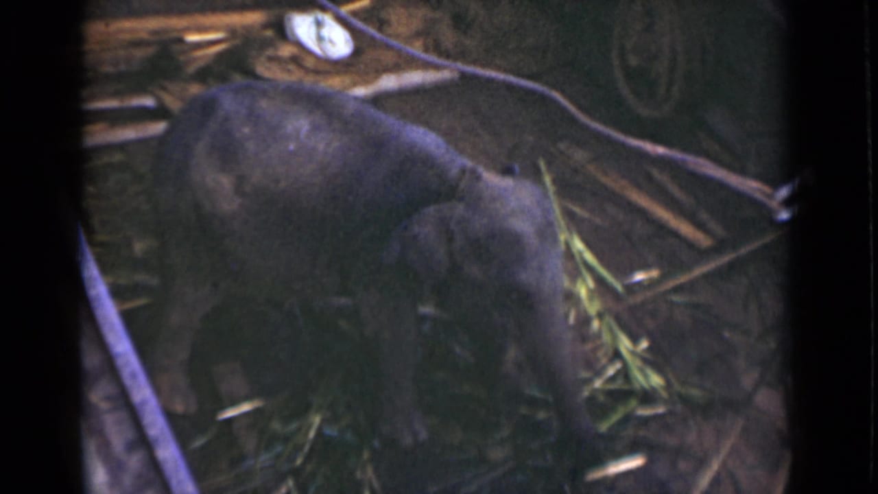 Young elephant appears to explore bamboo and debris inside a Colombo Ceylon enclosure in 1946 home-movie footage.
