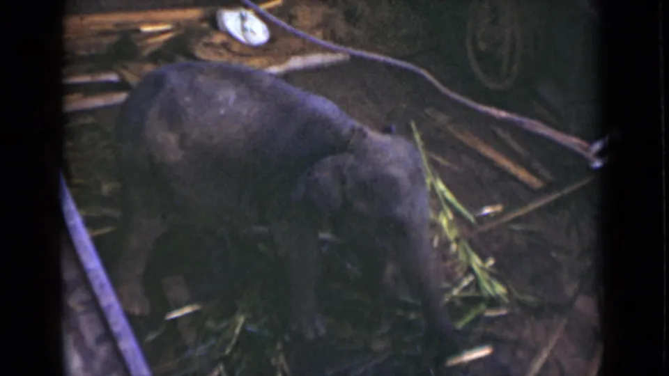 Young elephant appears to explore bamboo and debris inside a Colombo Ceylon enclosure in 1946 home-movie footage.
