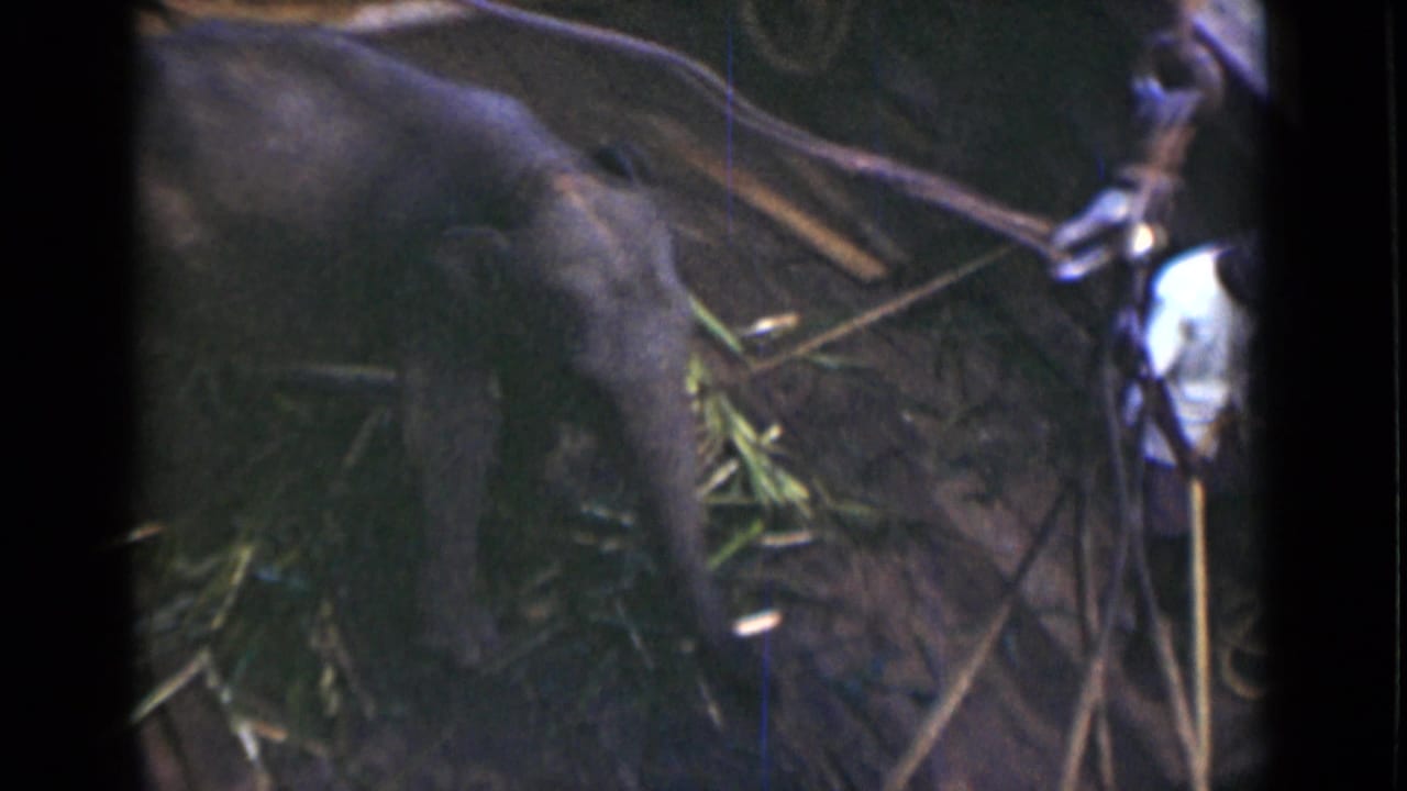 Close view of the young elephant with a man in a white shirt visible at the edge of the Colombo enclosure scene.