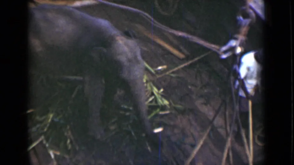 Close view of the young elephant with a man in a white shirt visible at the edge of the Colombo enclosure scene.