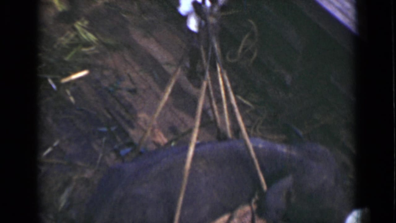 1946 Colombo footage appears to show an elephant close to the dockside with crane lines above it.