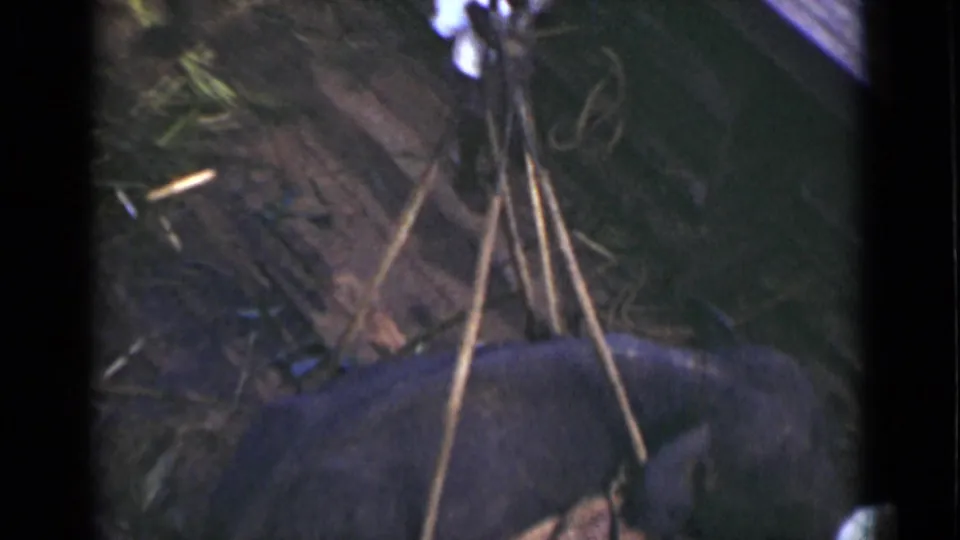1946 Colombo footage appears to show an elephant close to the dockside with crane lines above it.