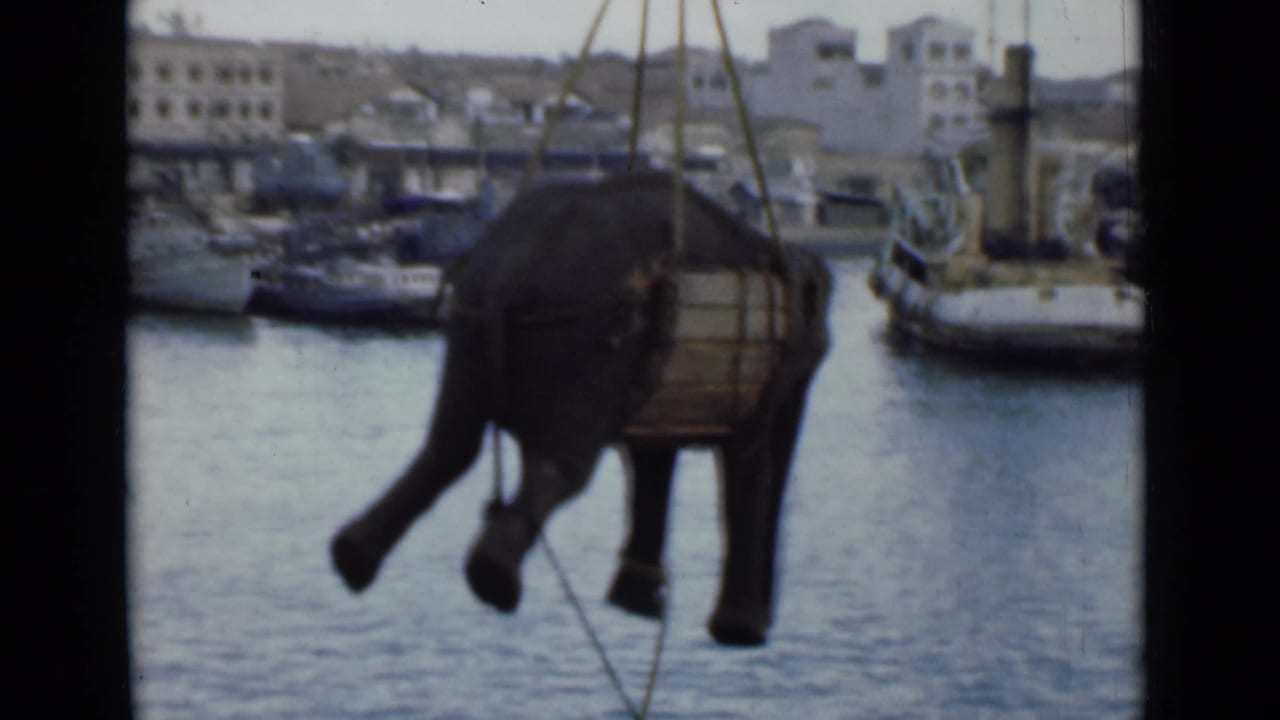 Elephant suspended over harbor water in a wooden sling or crate.