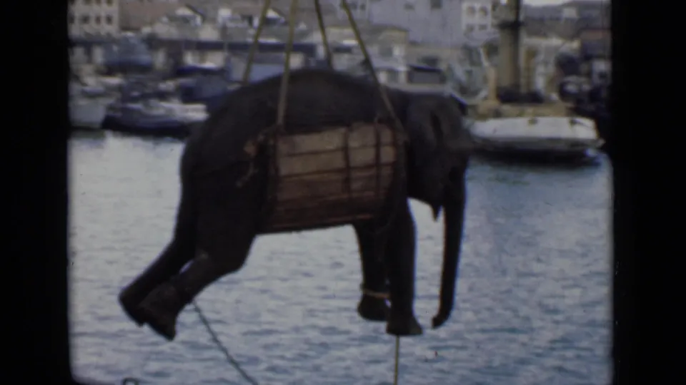 The elephant remains suspended in a wooden side support as crane lines hold it above the Colombo harbor scene.