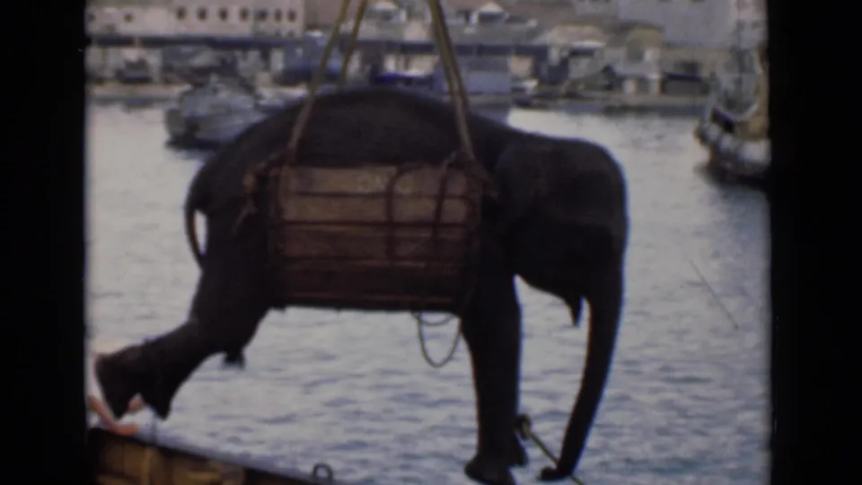 The crane-held elephant is shown closer to the dock edge, with harbor water and boats behind it in Colombo.