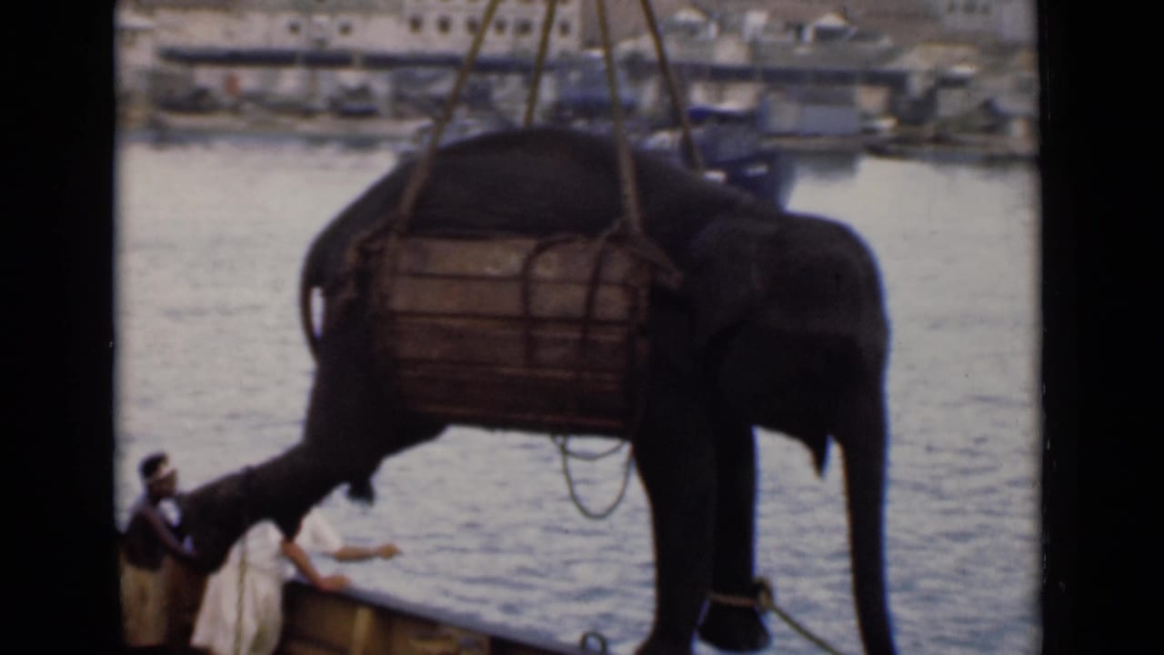 In Colombo, Ceylon in 1946, an elephant hangs in a wooden sling over harbor water while workers stand below.