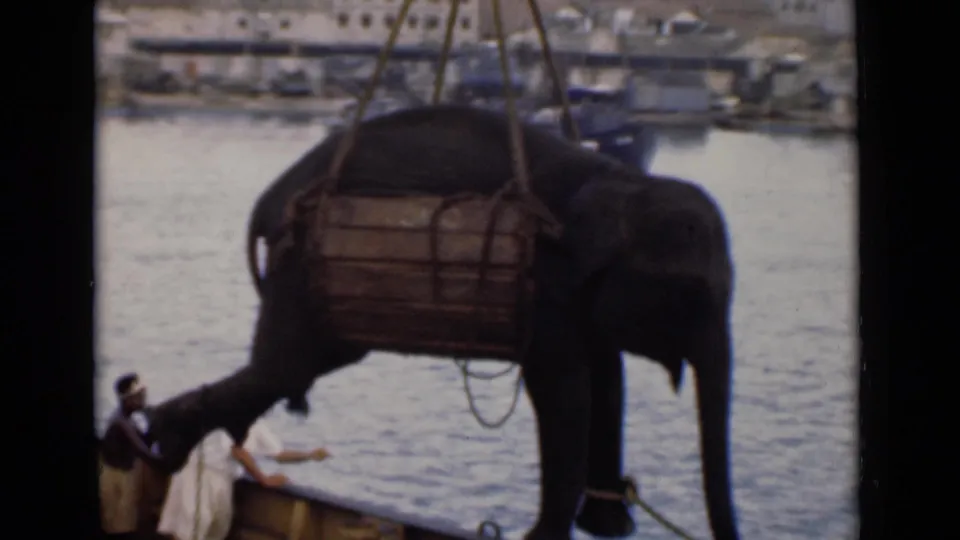 In Colombo, Ceylon in 1946, an elephant hangs in a wooden sling over harbor water while workers stand below.