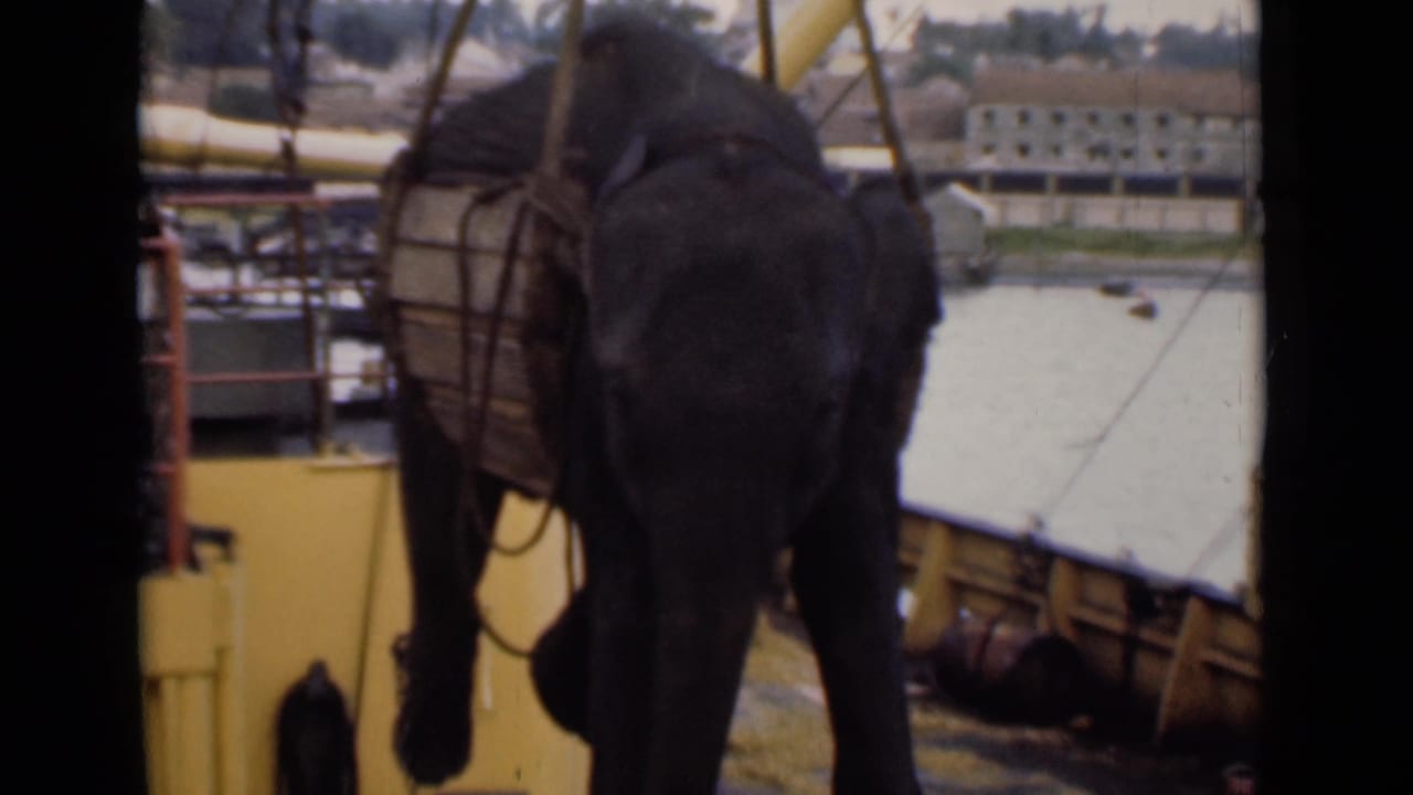 Elephant in sling being lowered near a yellow dock structure and barge.