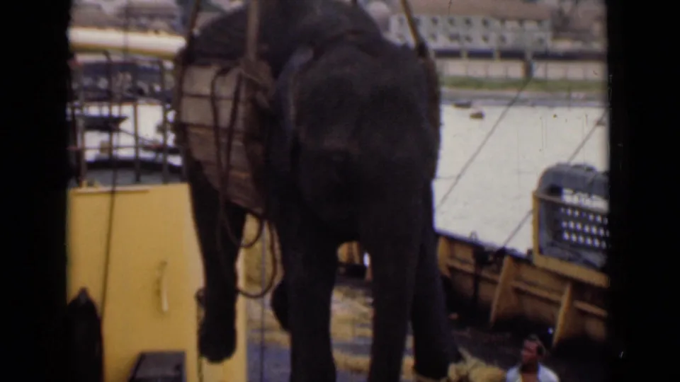 The sling-supported elephant is seen close to the dock edge, with a worker partly visible below in 1946 Colombo footage.