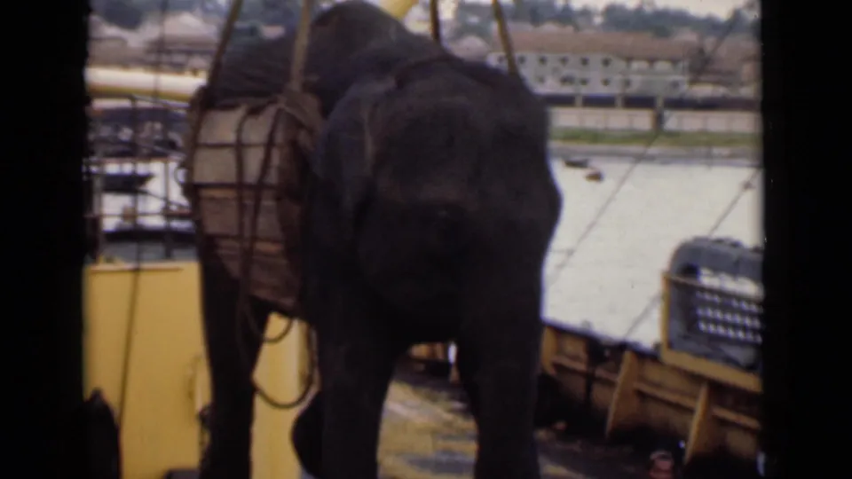 The suspended elephant faces the camera near dock equipment, with harbor water and buildings behind it.