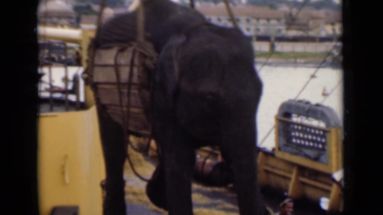 In Colombo, Ceylon in 1946 according to clip metadata, an elephant secured in a wooden transport frame hangs from ropes beside a boat with harbor water behind it.