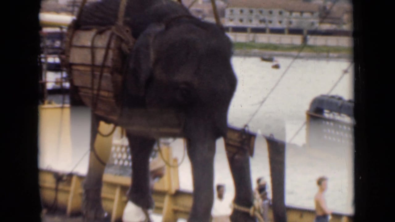 Elephant hangs from crane rigging over the side of a boat with people nearby.