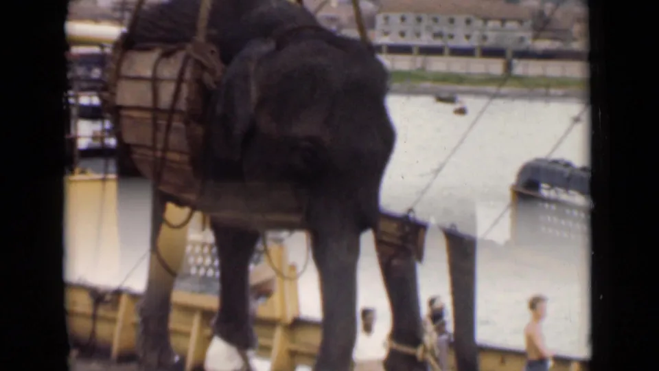 The 1946 Colombo harbor scene shows the elephant suspended in a wooden sling from crane ropes, with boat fittings, water, and adult onlookers visible near the lower edge.