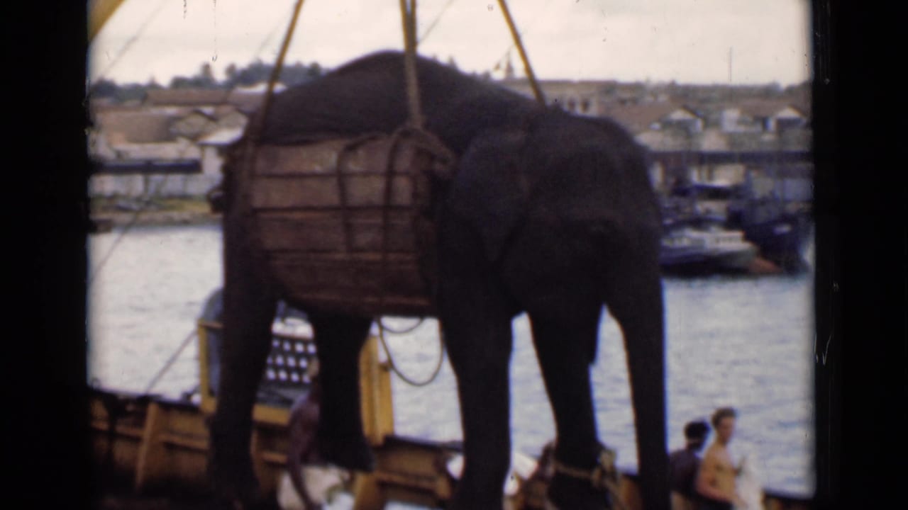 Elephant in a wooden frame is lifted with harbor buildings and people in the background.