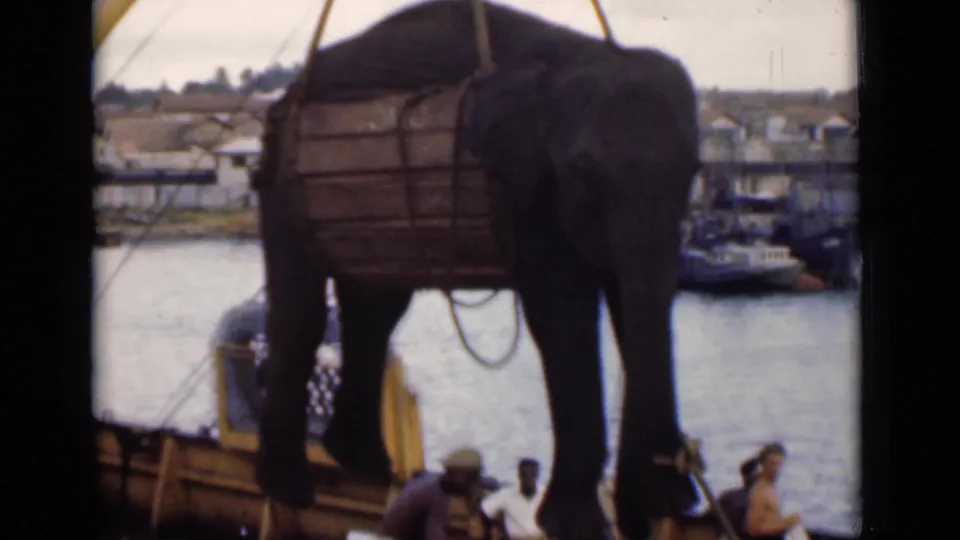 The elephant hangs in a wooden transport sling above the boat at Colombo harbor, with crane lines taut, water and moored vessels behind, and adult men gathered below.