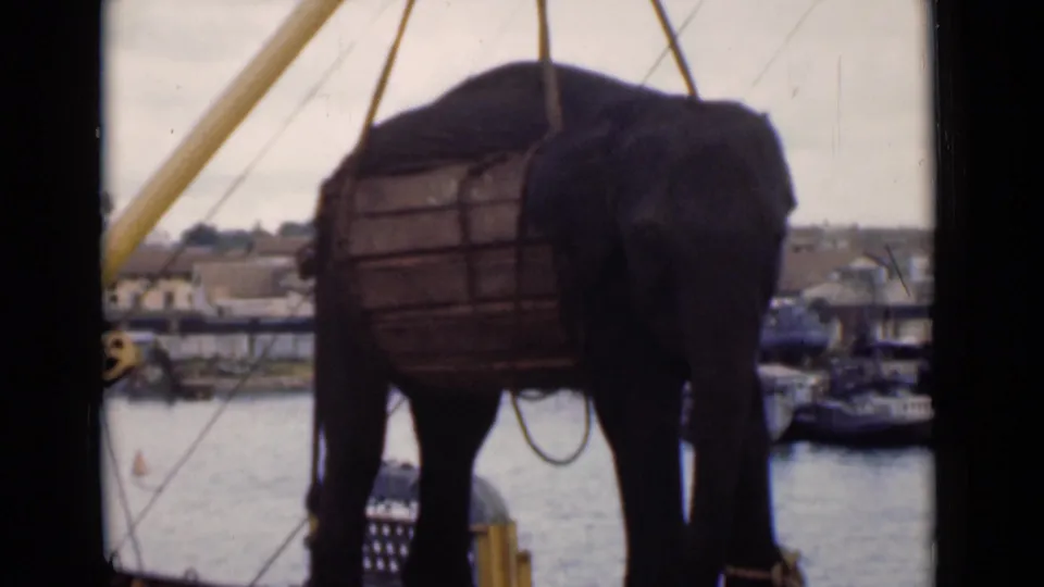 1946 Colombo harbor view of an elephant secured near a wooden frame beneath crane lines, with water, boats, and dock buildings in the background.