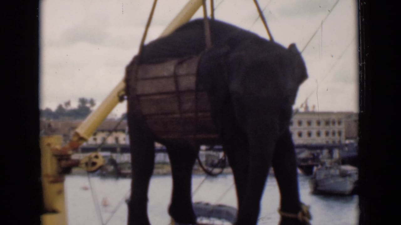 Elephant beside a crane arm on the waterfront, with boats and a large harbor building behind it.