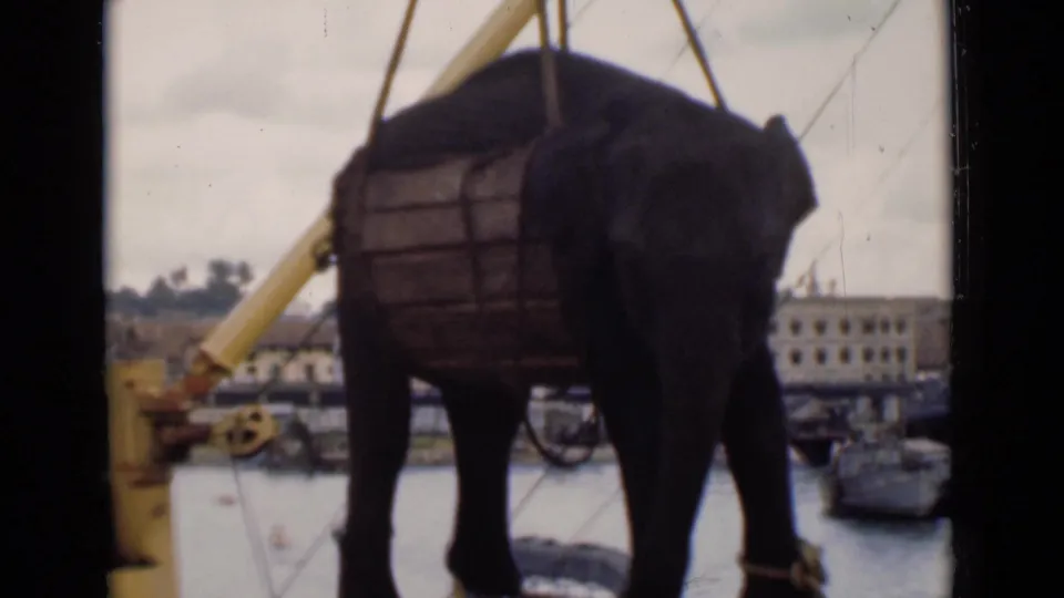 The elephant appears secured beside a yellow crane arm at Colombo harbor, with ropes, small boats, and waterfront buildings visible beyond.