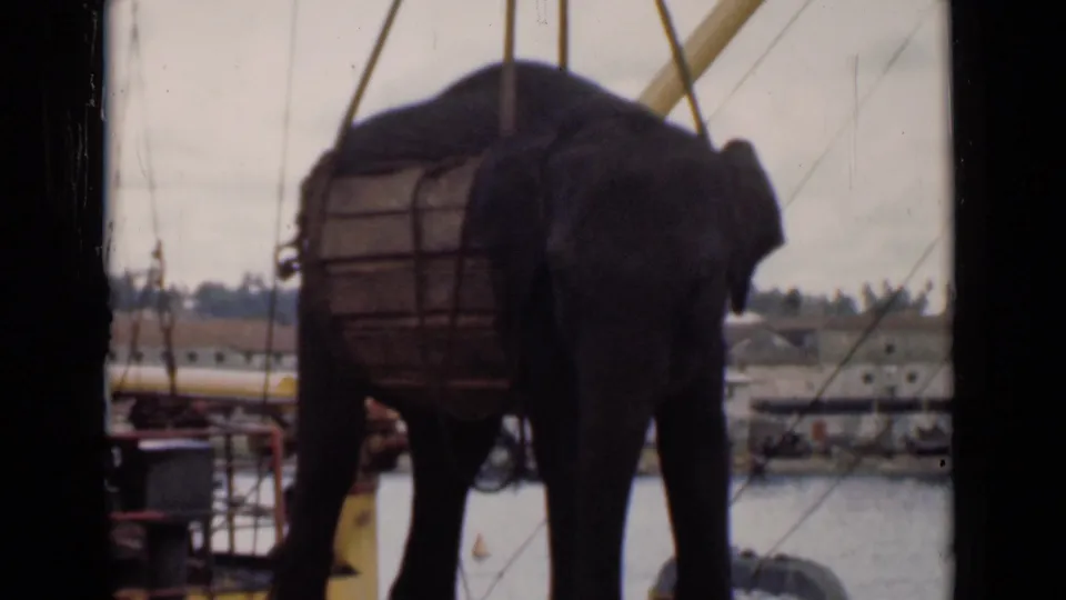 A closer 8mm frame shows the elephant beneath hoisting lines at Colombo harbor, with dock equipment and waterfront structures behind.