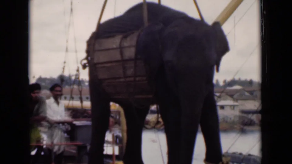 The elephant remains secured under crane rigging at the Colombo waterfront as two onlookers stand nearby, with boats and harbor buildings behind.