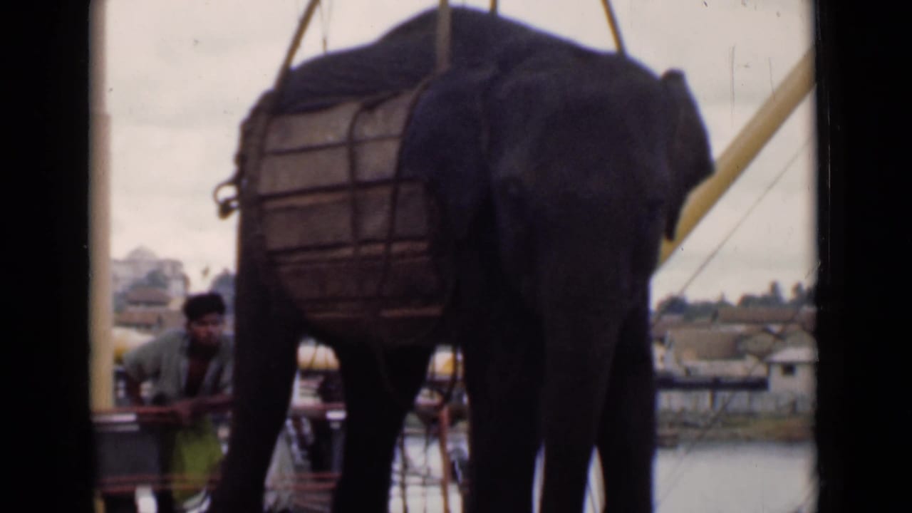 Elephant in a wooden harness hangs near a boat railing with a man beside it at a harbor.