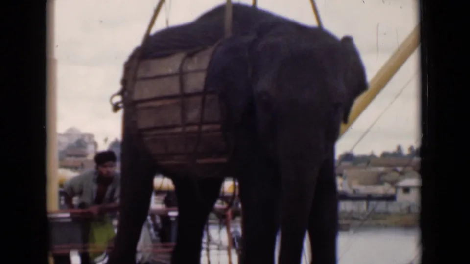 In Colombo, Ceylon, 1946, an elephant appears suspended in a wooden lifting harness beside a boat railing as a man watches nearby.