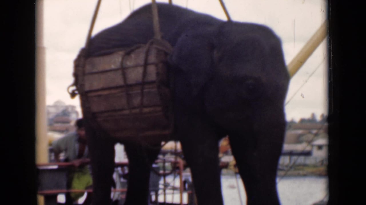 Elephant in crane rigging stands or hangs beside a boat with harbor water behind it.