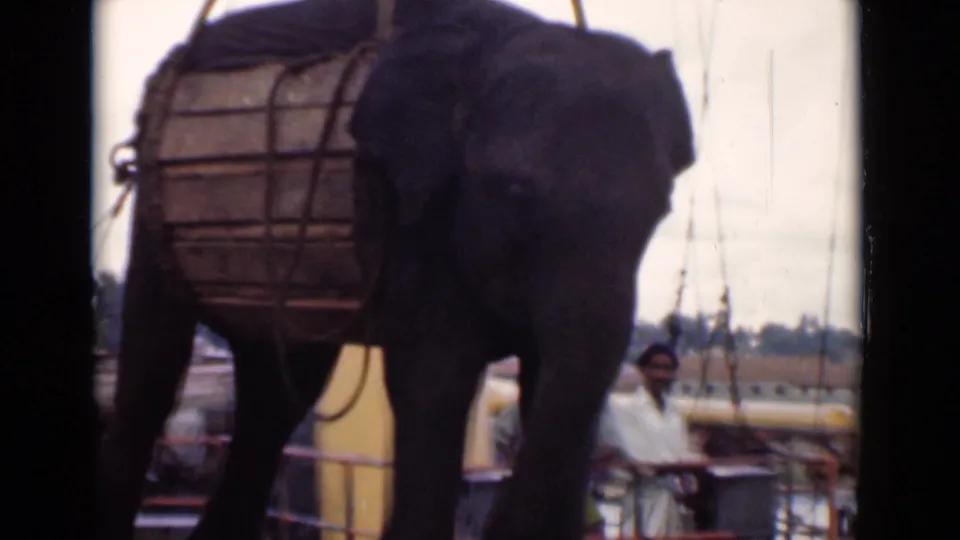 A closer 1946 Colombo view shows the elephant’s head and body in the wooden lifting harness, with observers and harbor structures partly visible.