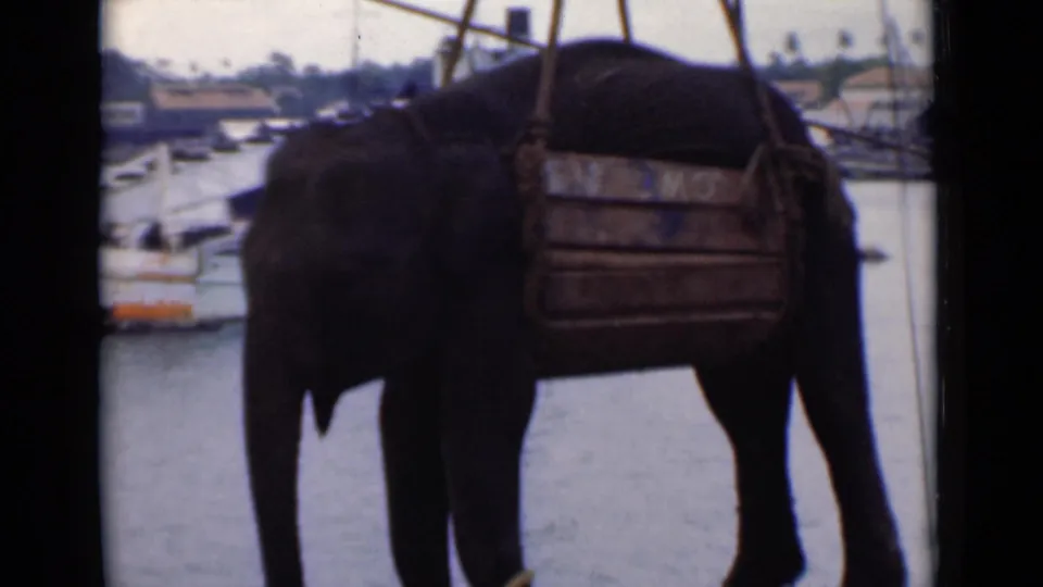 A side view shows the harnessed elephant suspended near harbor water in Colombo, with boats and the distant shoreline behind it.
